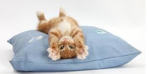 Even cats need a good stretch!!!
